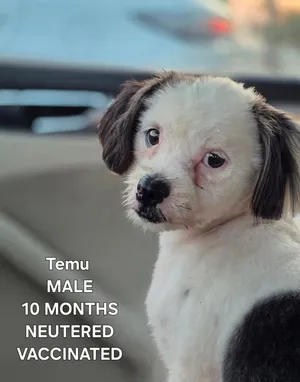 Dogs for Adoption