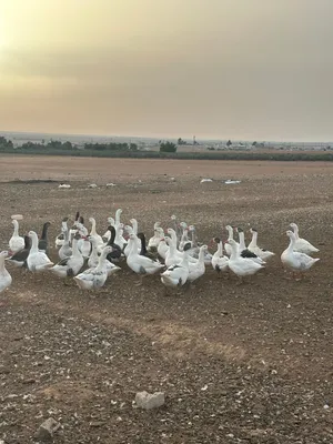� وز للبيع