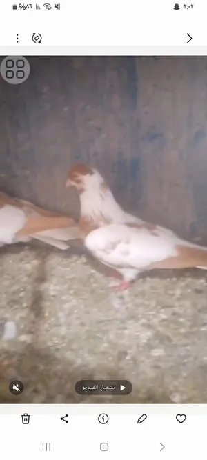 موجود جوز مطبعات شغلات و مكفولات السعر مش مبينات على الصورة الي بدو يبعت خاص و ببعتلو فيديو منيخ