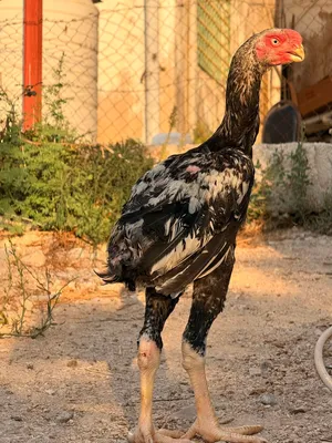 متوفر للبيع دجاج أذناب من الطراز الرفيع عدد 28 حبة 13 فرخة 15 ديك العمر: 7 أشهر