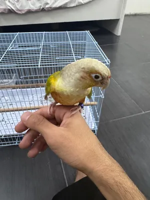كنيور اناناس