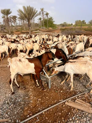 تيوس اثيوبيه الحجم الكبير