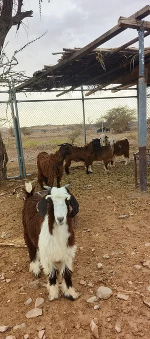 للبيع تيوس