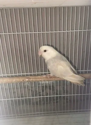 للبيع طير روز