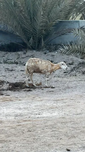 جاعده للبيع عشار