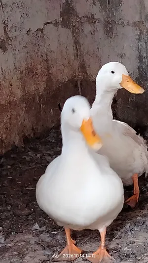بطتين للبيع كما في الصور والفيديو