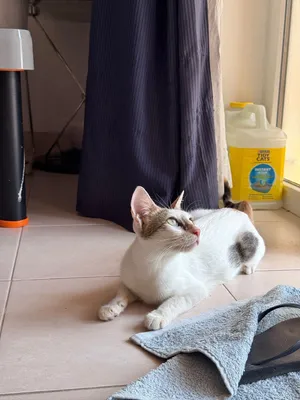 Mama cat and 3 kittens