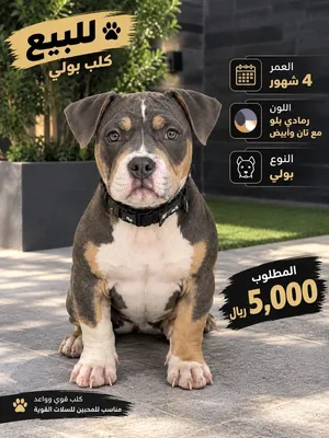 أمريكان بولي