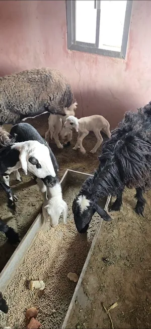 جاعده للبيع تهجين ارتفاع وحجم ماشاءالله قبل تحتها اثنينه وصغيره ف سن