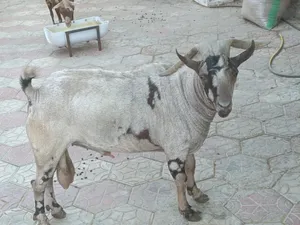 تيس أو فحل صلالي