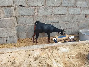 حلال عمان الخير