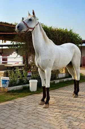 Horse for sale