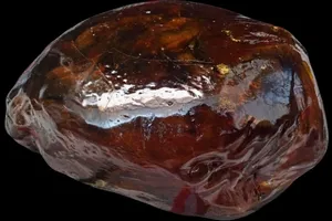 One amber stone for sale مضيف العنبر مع اثنين من الحشرات