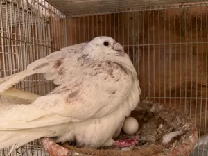 زوج زاجل للبيع racing pigeon for sale