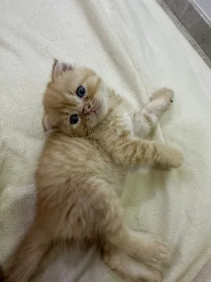 قط صغير عمره أقل من شهر لطيف لعوب حبوب