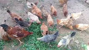 دجاج بلدي صحة و نظافة