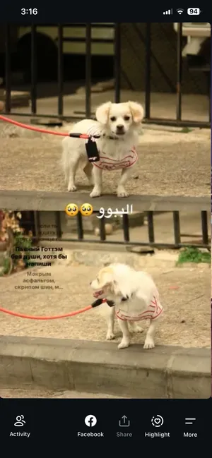كلاب زينه للبيع كلب لطيف واليف مع الطفال وموسلي جداً ولكلب معاها دفتر مطعيمو