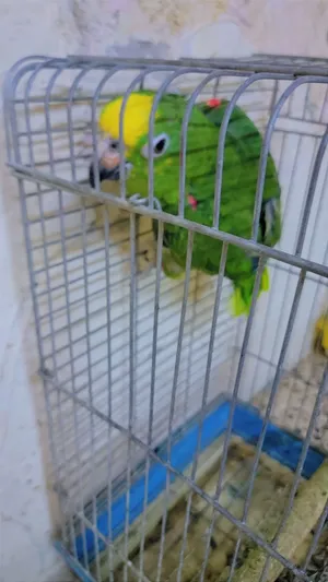 ببغا يلو كراون صحة ونضافة بداية كلام للبيع او للبدل على طيور