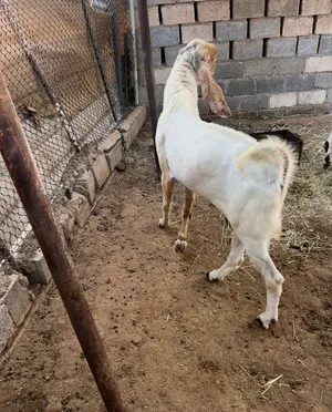 فحل باكستاني للبيع