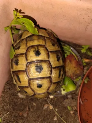 Greek tortoise
