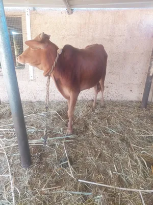 للبيع عجل عماني