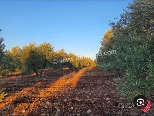 ارض للبيع منطقه سمر قريبه  منطقه العشا