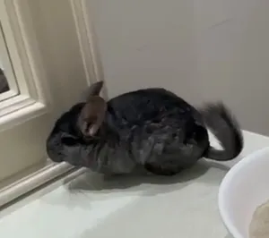 Chinchilla male