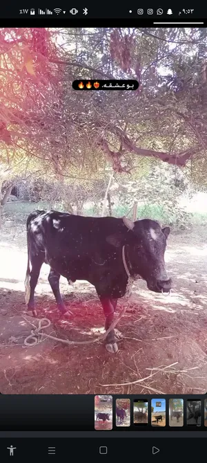 . العيل اموره طيبه