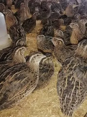 متوفر بيض فري سمان طازج للأكل إنتاج يومي من المزرعه بيض كبير جامبو باكيت 24 بيضه سعر دينار ونص والكم