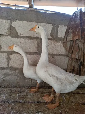 بط بلغاري للبيع اقره الوصف
