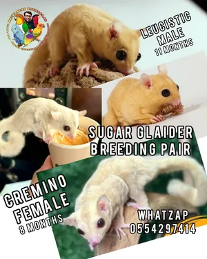 Sugar Glaider Ready to breed pair Cremino female & Leucistic Male 3K with big cage and accessories