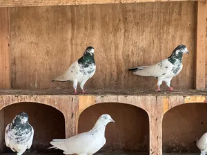Mix pegions for sale