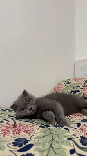British scotish for adoption
