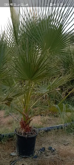 نخيل امريكي (واشنطني)