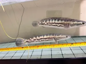 Snakehead Fish