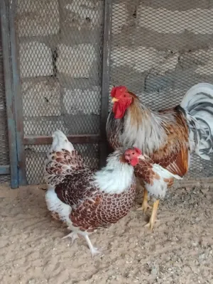 بيض ون دوت بركاني مرفق صور المهات العدد ثلاث حارات