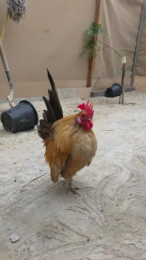 ديك سراما ديك زينة 250AED p rooster serama
