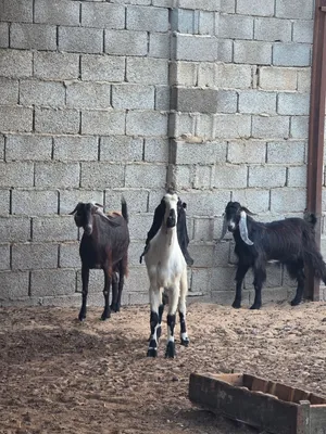 معزتين وجدي