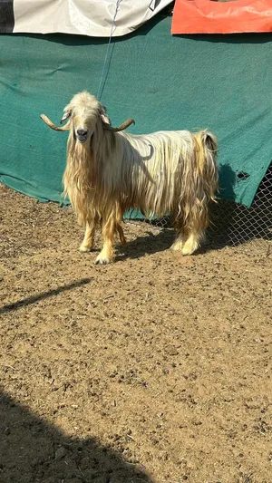 لبيع تيس وعنز