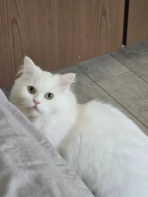 Persian Doll face white