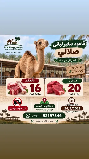 لح م بيت الصحة بركاء الهرم خلف اسواق التنيين