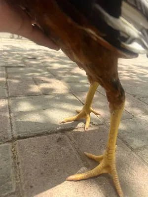 ديك للبيع