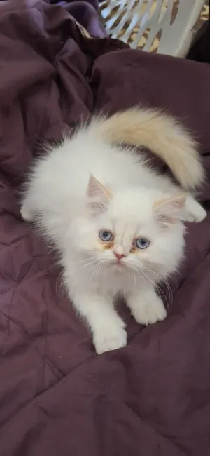 ragdoll mâle et femelle