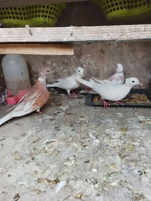 فخاتي كريميات للبيع الوصف مهم ب20 بيهن مجال