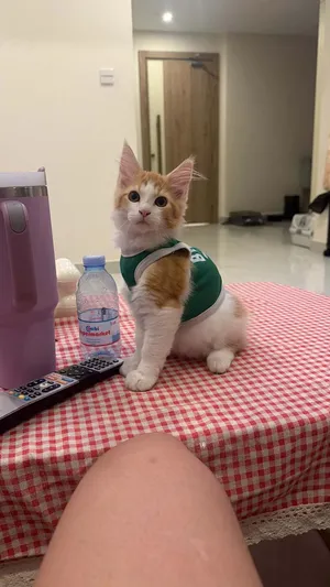 Mainecoon mix Persia