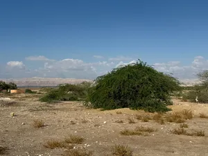 ارض للبيع قرب فندق رمادا - البحر الميت و الكورنيش