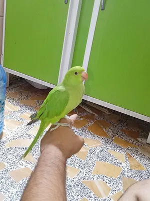طير دره هندي