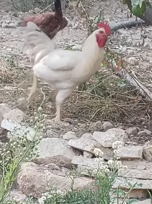 ديوك جاج بلدي البزر القديمه ودجاج وديوك رقابيه اعمار ثمان اشهر شغل مغنى وشغل ذبح للبيع