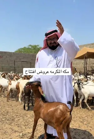 ذبايح تيوس عرض يوم الوطني