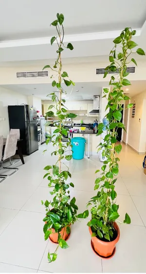 2 Money Plant(1st-12 Feet 2nd-12 Feet)–Healthy Well-Grown + Pot & Support